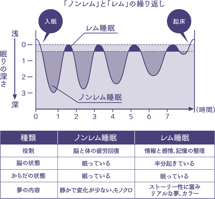 レム睡眠とノンレム睡眠の解説